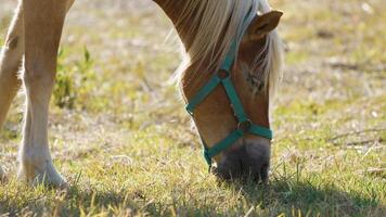 paard met blond manen aan het eten grasmat Aan een zonnig dag in Toscane foto