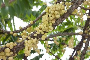 ster kruisbes of phyllanthus acidus op boom in de tuin op de achtergrond wazig natuur. foto