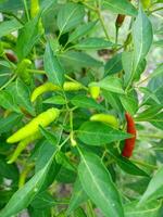 peper Chili heet voedsel in tuin Thailand boerderij foto