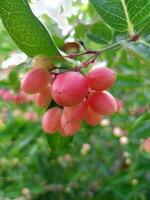 fruit met vitamine c voordelen in Thais tuinen foto