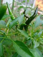 peper Chili heet voedsel in tuin Thailand boerderij foto