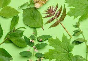 twijgen met groen bladeren Aan een groen achtergrond foto