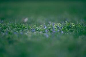 gazon met groen weelderig gras in de park Aan een voorjaar dag foto