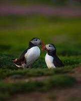 twee papegaaiduikers staand kant door kant in de gras buiten hun holen. foto