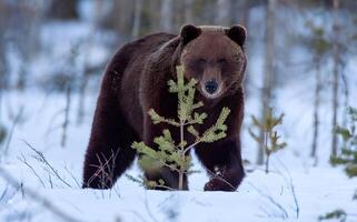 afbeelding van een groot bruin beer foto