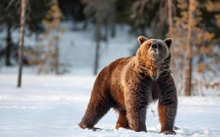 afbeelding van een groot bruin beer foto