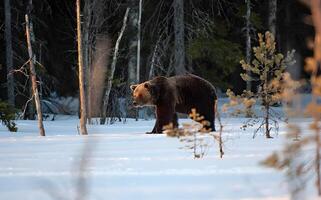 afbeelding van een groot bruin beer foto