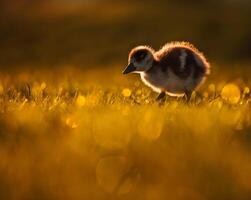 een vogel wandelen door Ondiep water met gras in de achtergrond foto