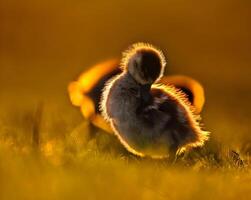 een vogel wandelen door Ondiep water met gras in de achtergrond foto