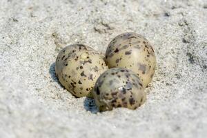 drie klein zwart en wit eieren zijn zittend Aan de zand foto