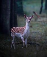 een jong hert staat in de bossen foto