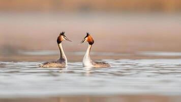 een vogel wandelen door Ondiep water met gras in de achtergrond foto