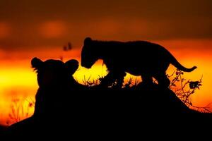 een leeuw en welp zijn aftekenen tegen de zonsondergang foto