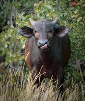 een koe met een tong plakken uit van haar mond foto
