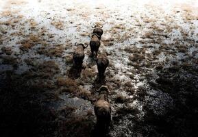 een olifant is wandelen door een veld- met water foto