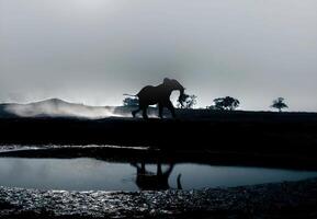 een olifant is wandelen door een veld- met water foto