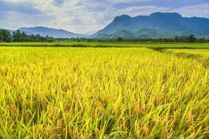 achtergrond landschap rijst geel goud. tijdens het oogstseizoen. aziatisch thailand foto