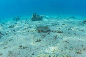 blauwgevlekte pijlstaartrog op de zeebodem in de rode zee foto