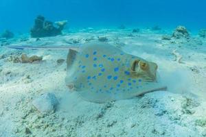 blauwgevlekte pijlstaartrog op de zeebodem in de rode zee foto