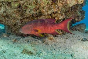 vissen zwemmen in de rode zee, kleurrijke vissen, eilat israel foto