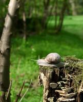 Romeins slak of bordeaux slak resp.helix pomatia Aan toer, lager Rijn regio, duitsland foto