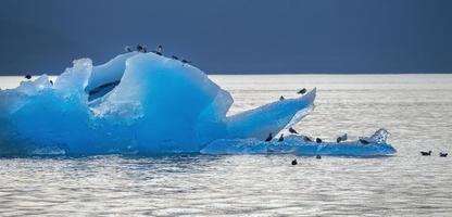 meeuwen op ijsberg, stephens passage, alaska foto