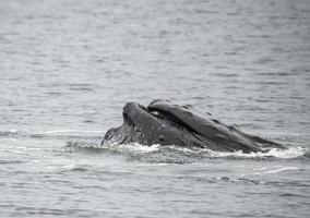 bultrug walvis, alaska foto
