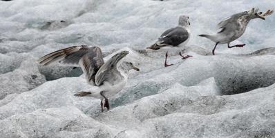 glaucous gevleugelde meeuwen op ijsberg foto