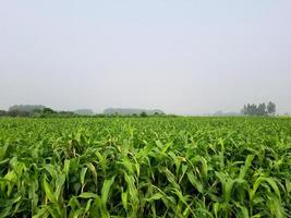 groen land natuurfotografie foto