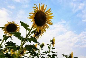 zonnebloemen in het veld met bewolkte lucht foto