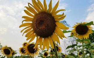 zonnebloemen op het platteland veld foto