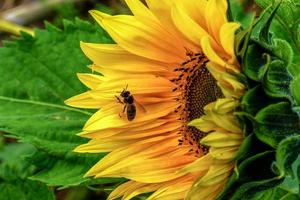 bij die over zonnebloem vliegt foto