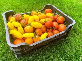 dozen met rijpe rijpe tomaten van verschillende kleuren op groen gras, oogsten foto