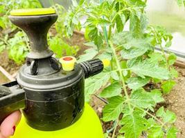 gebruik van bestrijdingsmiddelen in gewasbescherming, sproeien van tomaten foto