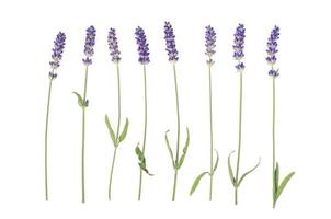 klein bosje blauwe lavendelbloemen. foto