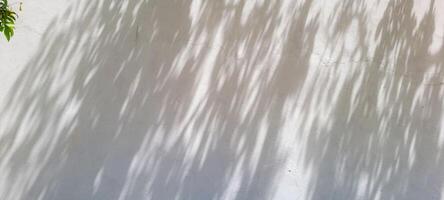 wit muur getextureerde achtergrond met blad schaduwen en boom takken foto