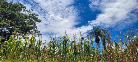maïs plantage Aan een boerderij in de interieur foto