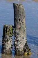 eikel- zeepokken resp.semibalanus balanoides Bij houten krib, noord zee, duitsland foto
