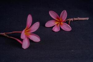 frangipani bloemen geïsoleerd in zwart met leeg ruimte voor reclame fotokopie. foto