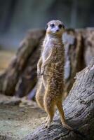 verticaal schot van een meerkat staand omhoog foto