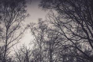 monochroom tafereel van kaal boom takken tegen een licht lucht foto