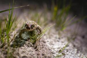 rugstreep pad, epidalea ramp schuilplaats in de zand van kalmtout heide foto