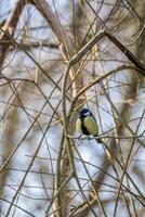 Super goed tit resting Aan een Afdeling in lente foto