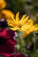 lansbladig coreopsis, coreopis lanceolata bloeiend in oosten- grijns foto