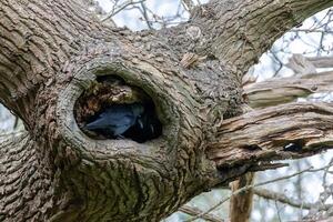 kauw, corvus monedula, Bij de Ingang naar haar nest in een eik boom foto