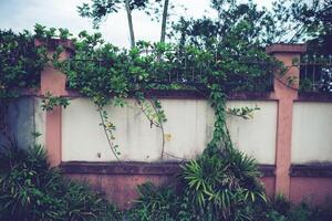 wit cement muur hek met beklimming planten Aan de schutting. foto