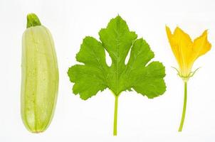 gele bloem en groene courgette bladeren op een witte achtergrond. studio foto