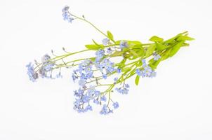 klein bosje delicate blauwe lente, zomer myosotis bloemen. studio foto