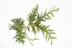 thuja occidentalis groene tak geïsoleerd op een witte achtergrond. studio foto