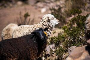 2023 8 18 Peru schapen in taquile eiland 30 foto